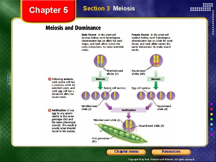 Chapter 5 Section 3 Meiosis Chapter menu Resources Copyright © by Holt, Rinehart and