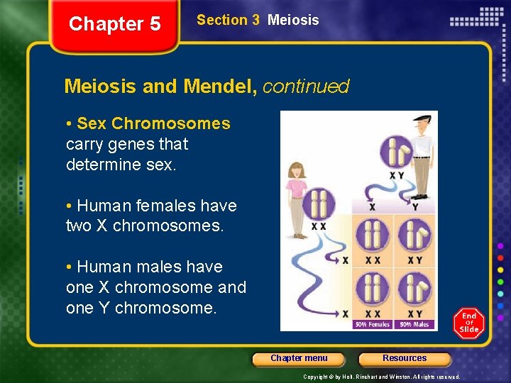 Chapter 5 Section 3 Meiosis and Mendel, continued • Sex Chromosomes carry genes that