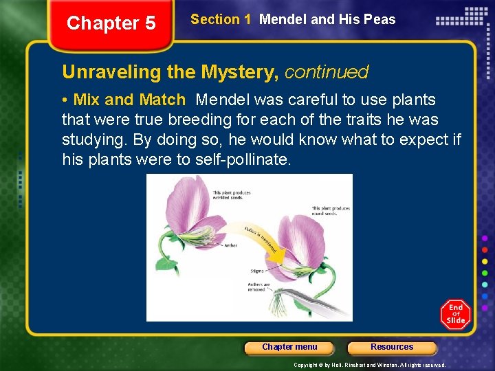 Chapter 5 Section 1 Mendel and His Peas Unraveling the Mystery, continued • Mix