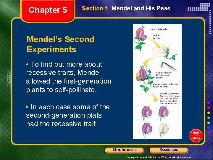 Chapter 5 Section 1 Mendel and His Peas Mendel’s Second Experiments • To find