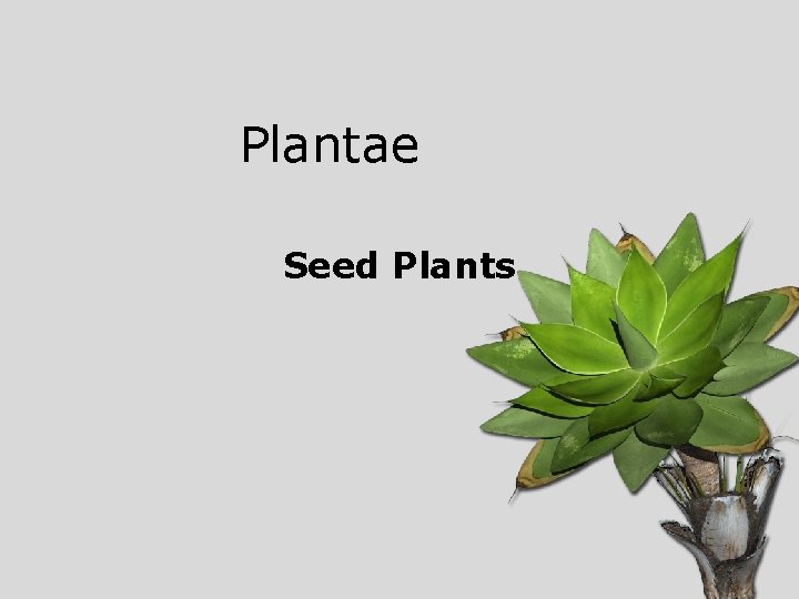 Plantae Seed Plants 