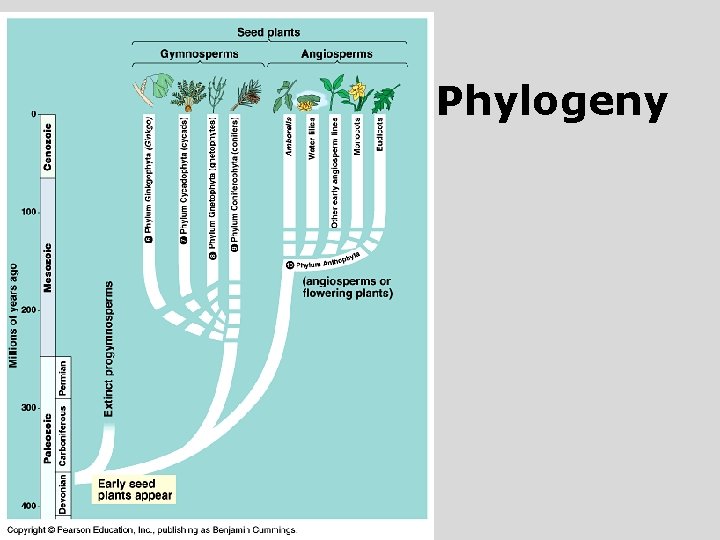 Phylogeny 