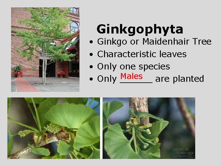  • • Ginkgophyta Ginkgo or Maidenhair Tree Characteristic leaves Only one species Males