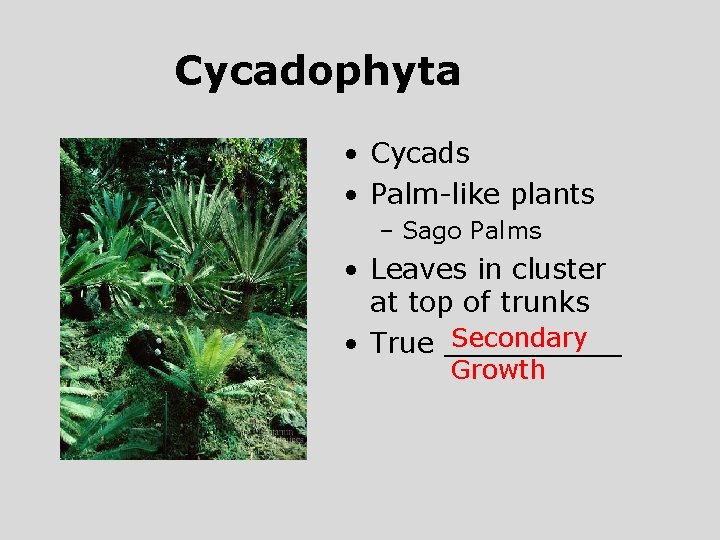 Cycadophyta • Cycads • Palm-like plants – Sago Palms • Leaves in cluster at