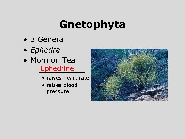 Gnetophyta • 3 Genera • Ephedra • Mormon Tea Ephedrine – ______ • raises