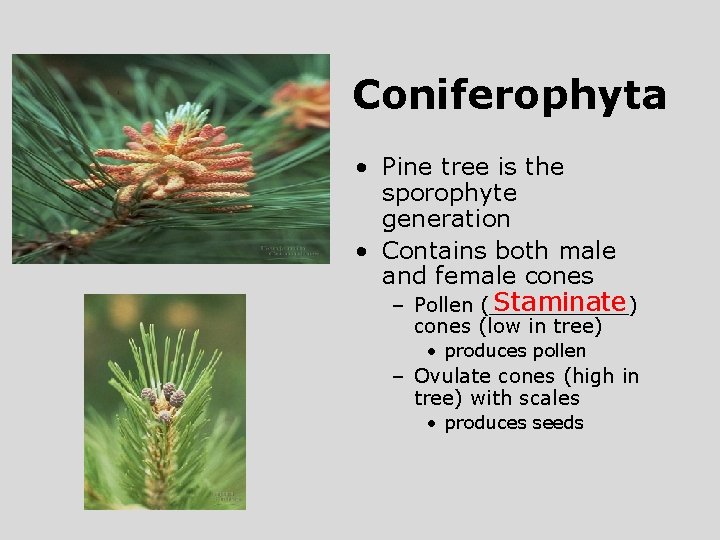 Coniferophyta • Pine tree is the sporophyte generation • Contains both male and female