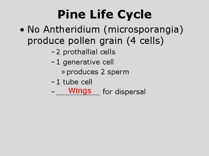 Pine Life Cycle • No Antheridium (microsporangia) produce pollen grain (4 cells) – 2