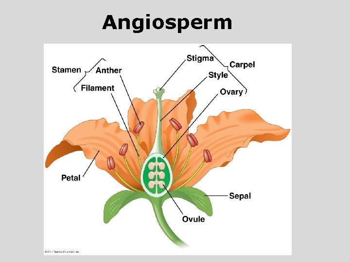 Angiosperm 