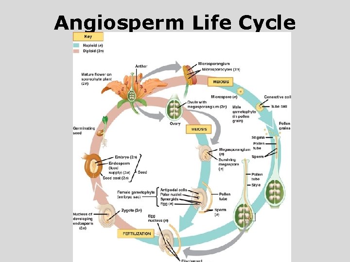 Angiosperm Life Cycle 