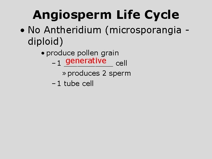 Angiosperm Life Cycle • No Antheridium (microsporangia diploid) • produce pollen grain generative cell