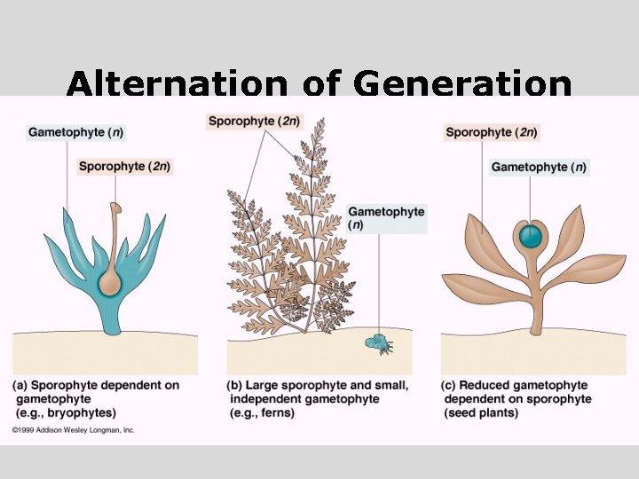 Alternation of Generation 