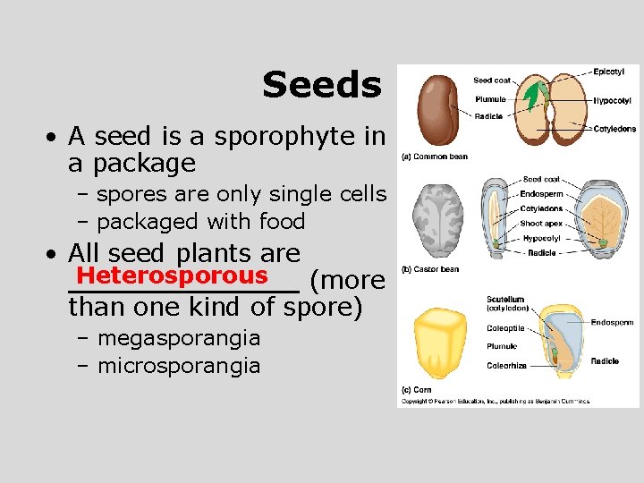 Seeds • A seed is a sporophyte in a package – spores are only