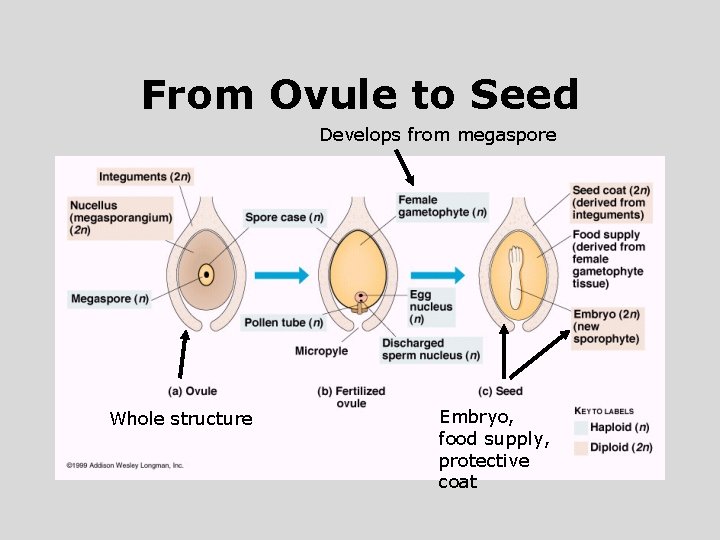 From Ovule to Seed Develops from megaspore Whole structure Embryo, food supply, protective coat