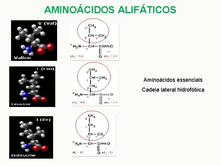 AMINOÁCIDOS ALIFÁTICOS Aminoácidos essenciais Cadeia lateral hidrofóbica 
