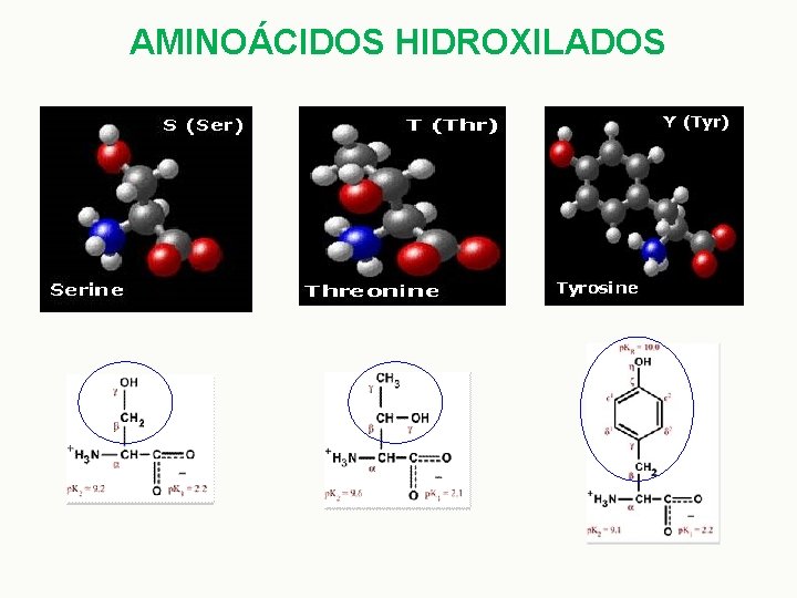 AMINOÁCIDOS HIDROXILADOS 