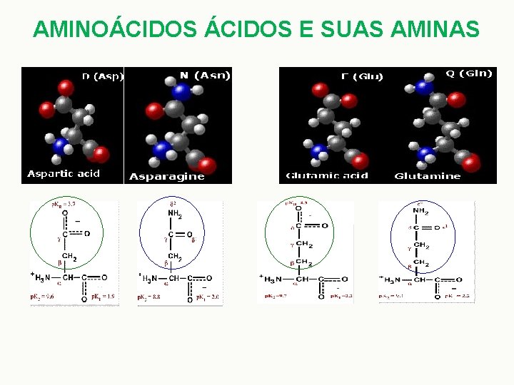 AMINOÁCIDOS E SUAS AMINAS 