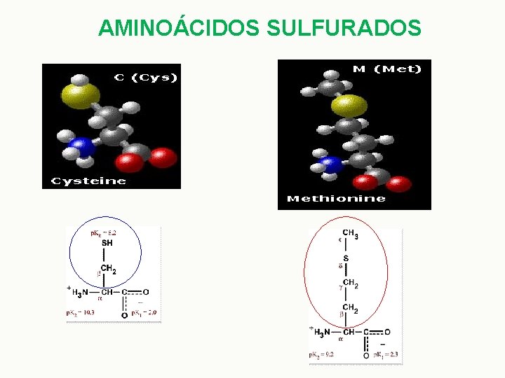 AMINOÁCIDOS SULFURADOS 