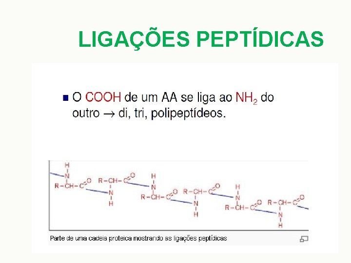 LIGAÇÕES PEPTÍDICAS 