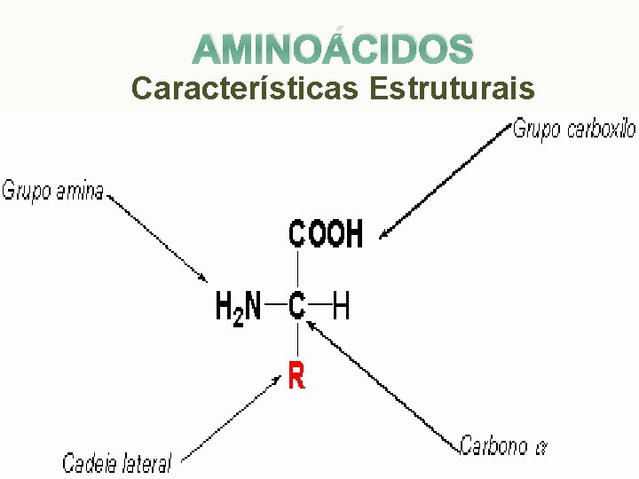 AMINOÁCIDOS Características Estruturais 