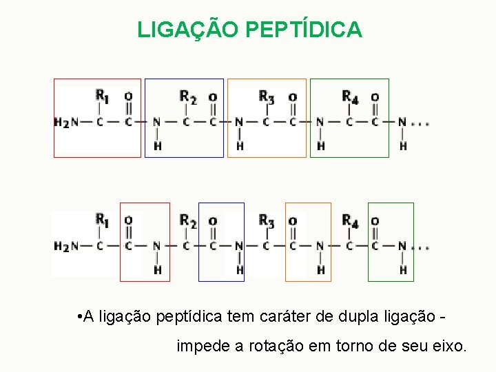 LIGAÇÃO PEPTÍDICA • A ligação peptídica tem caráter de dupla ligação impede a rotação