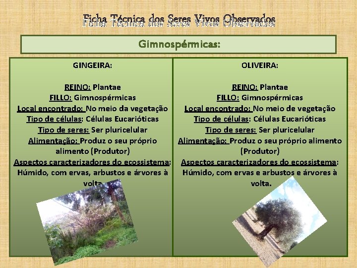 Ficha Técnica dos Seres Vivos Observados Gimnospérmicas: GINGEIRA: OLIVEIRA: REINO: Plantae FILLO: Gimnospérmicas Local