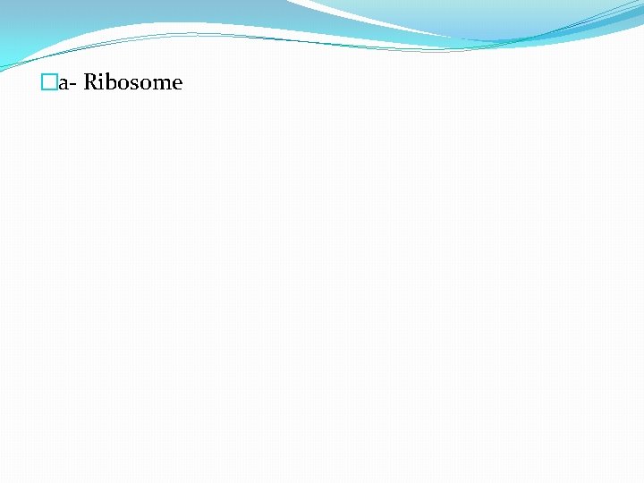 �a- Ribosome 