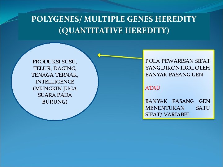 POLYGENES/ MULTIPLE GENES HEREDITY (QUANTITATIVE HEREDITY) PRODUKSI SUSU, TELUR, DAGING, TENAGA TERNAK, INTELLIGENCE (MUNGKIN