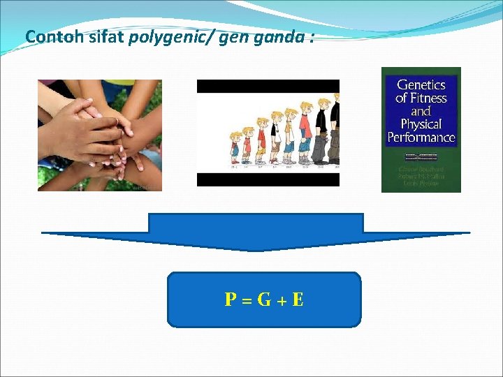 Contoh sifat polygenic/ gen ganda : P=G+E 