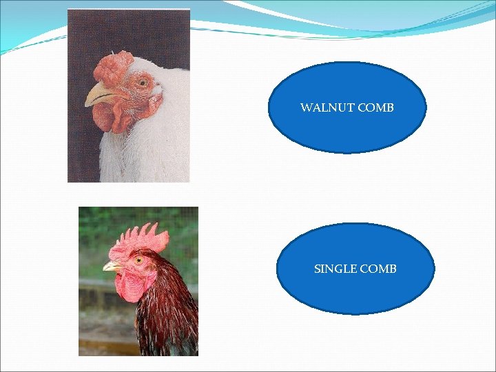 WALNUT COMB SINGLE COMB 