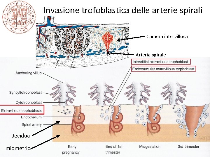 Invasione trofoblastica delle arterie spirali Camera intervillosa Arteria spirale decidua miometrio 