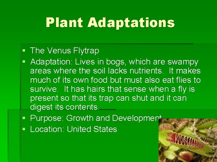 Plant Adaptations § The Venus Flytrap § Adaptation: Lives in bogs, which are swampy Plant Adaptations § The Venus Flytrap § Adaptation: Lives in bogs, which are swampy