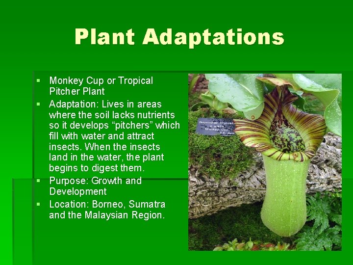 Plant Adaptations § Monkey Cup or Tropical Pitcher Plant § Adaptation: Lives in areas Plant Adaptations § Monkey Cup or Tropical Pitcher Plant § Adaptation: Lives in areas