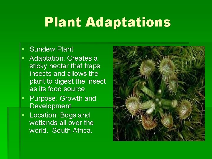 Plant Adaptations § Sundew Plant § Adaptation: Creates a sticky nectar that traps insects Plant Adaptations § Sundew Plant § Adaptation: Creates a sticky nectar that traps insects