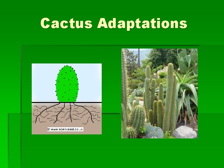 Cactus Adaptations Cactus Adaptations