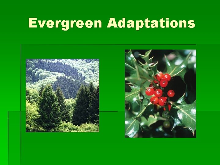 Evergreen Adaptations Evergreen Adaptations