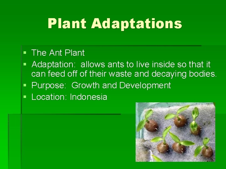 Plant Adaptations § The Ant Plant § Adaptation: allows ants to live inside so Plant Adaptations § The Ant Plant § Adaptation: allows ants to live inside so