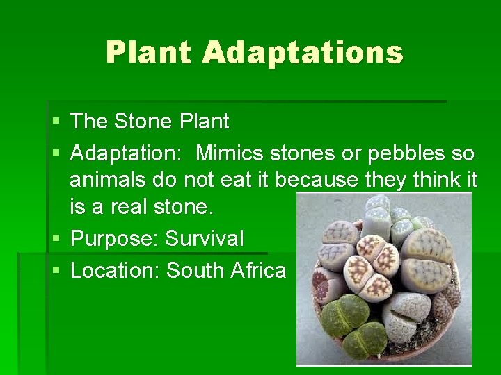 Plant Adaptations § The Stone Plant § Adaptation: Mimics stones or pebbles so animals Plant Adaptations § The Stone Plant § Adaptation: Mimics stones or pebbles so animals
