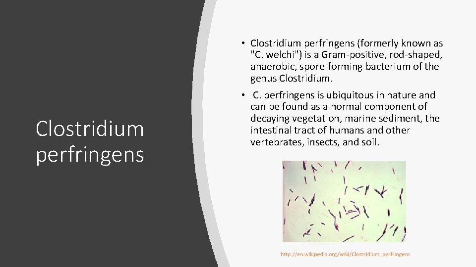  • Clostridium perfringens (formerly known as "C. welchi") is a Gram-positive, rod-shaped, anaerobic,
