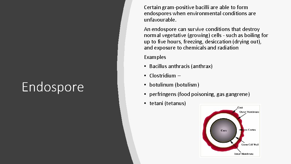 Certain gram-positive bacilli are able to form endospores when environmental conditions are unfavourable. An