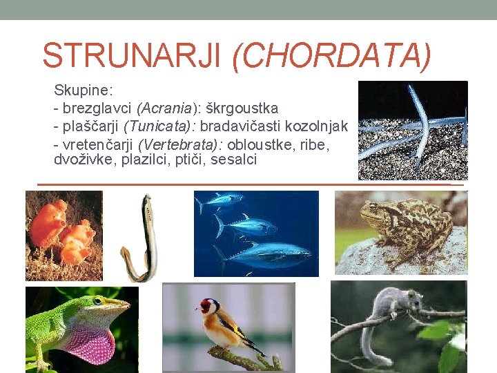 STRUNARJI (CHORDATA) Skupine: - brezglavci (Acrania): škrgoustka - plaščarji (Tunicata): bradavičasti kozolnjak - vretenčarji