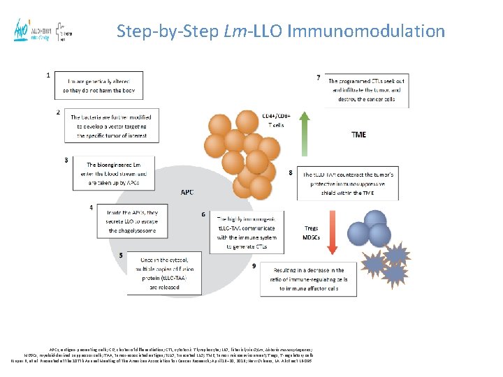 Step-by-Step Lm-LLO Immunomodulation APCs, antigen-presenting cells; CD, cluster of differentiation; CTL, cytotoxic T lymphocyte;