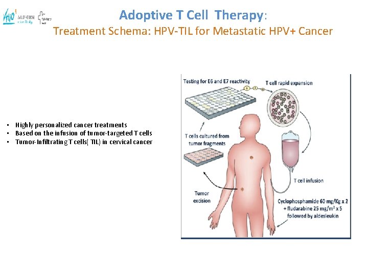 Adoptive T Cell Therapy: Treatment Schema: HPV-TIL for Metastatic HPV+ Cancer • Highly personalized