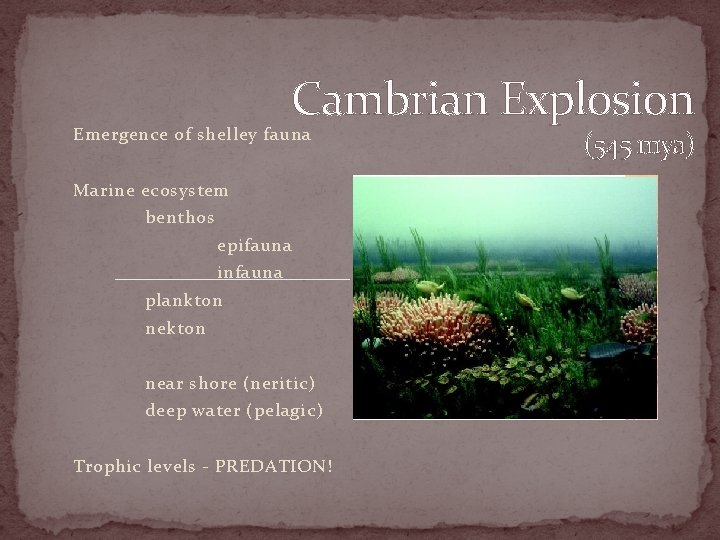 Cambrian Explosion Emergence of shelley fauna Marine ecosystem benthos epifauna infauna plankton near shore