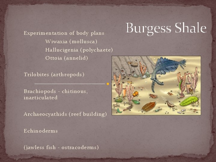 Experimentation of body plans Wiwaxia (mollusca) Hallucigenia (polychaete) Ottoia (annelid) Trilobites (arthropods) Brachiopods -