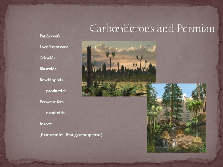 Patch reefs Carboniferous and Permian Lacy Bryozoans Crinoids Blastoids Brachiopods productids Foraminifera fusulinids Insects