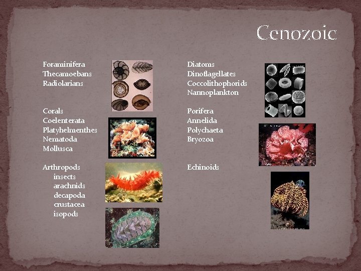 Cenozoic Foraminifera Thecamoebans Radiolarians Diatoms Dinoflagellates Coccolithophorids Nannoplankton Corals Coelenterata Platyhelmenthes Nematoda Mollusca Porifera