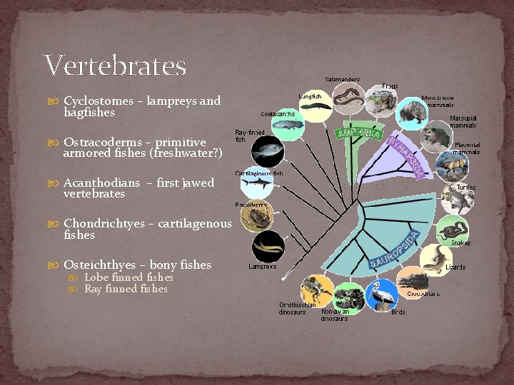 Vertebrates Cyclostomes – lampreys and hagfishes Ostracoderms – primitive armored fishes (freshwater? ) Acanthodians