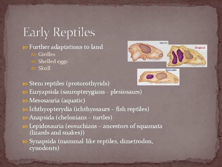 Early Reptiles Further adaptations to land Girdles Shelled eggs Skull Stem reptiles (protorothyrids) Euryapsida