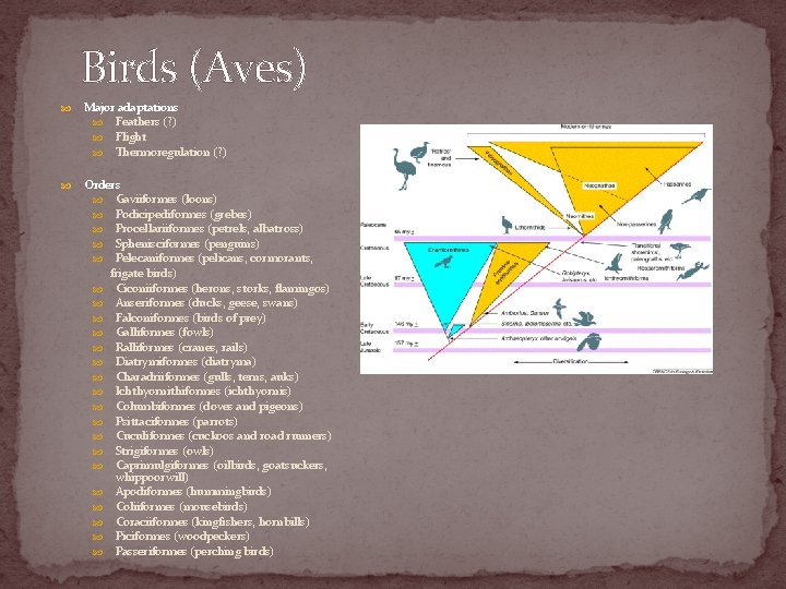 Birds (Aves) Major adaptations Feathers (? ) Flight Thermoregulation (? ) Orders Gaviiformes (loons)