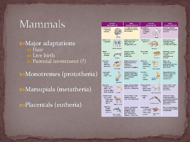 Mammals Major adaptations Hair Live birth Parental investment (? ) Monotremes (prototheria) Marsupials (metatheria)